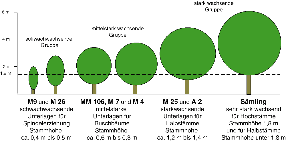 Apfelbaum: Hochstamm, Halbstamm, Busch und Säule